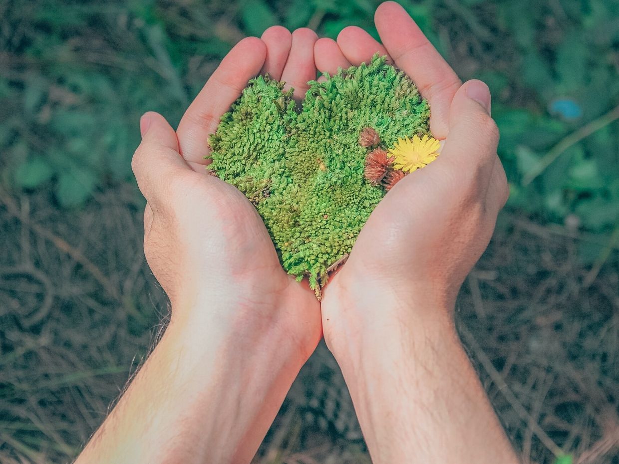 image of hands holding greenery